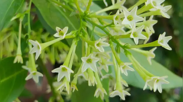 Easy step-by-step guide for beginners — How to grow Raat Ki Rani flowers at home in a pot