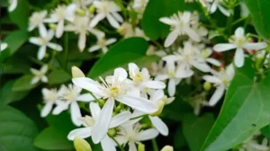 Easy step-by-step guide for beginners — How to grow Raat Ki Rani flowers at home in a pot