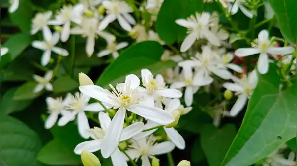 Easy step-by-step guide for beginners — How to grow Raat Ki Rani flowers at home in a pot