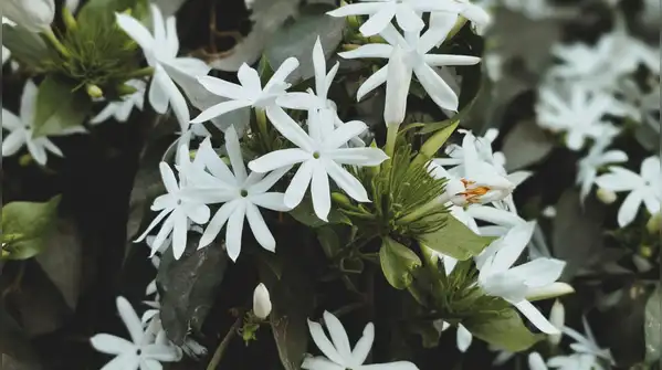 Easy step-by-step guide for beginners — How to grow Raat Ki Rani flowers at home in a pot