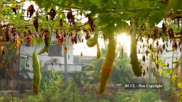 The practical garden idea behind growing what you actually eat — Mohanlal grows bitter gourd, okra