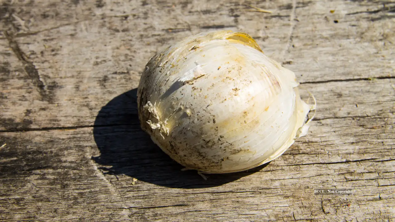 Which type of garlic has the highest amount of allicin?