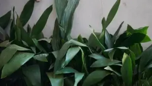 The science shows that using them can give your houseplants a measurable boost