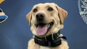 A three-year-old police Labrador whose arrival and training were funded by a $25,000 donation found