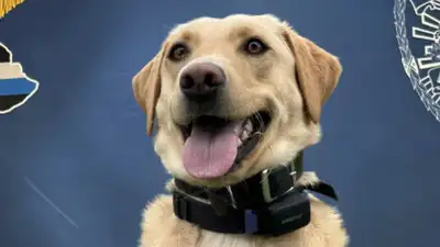 A three-year-old police Labrador whose arrival and training were funded by a $25,000 donation found