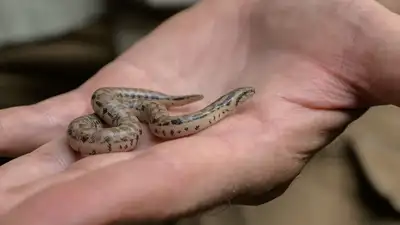 Three rare snake species bred at Prague Zoo for the first time; two: The wider industry impact