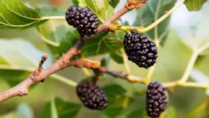 Here is an easy step-by-step guide to growing mulberries at home for beginners You can grow