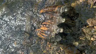 A California geologist spotted a strange object sticking out: The wider industry impact