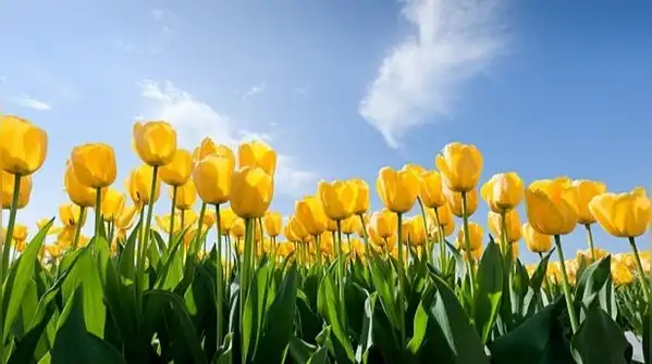 5 Bulbs to plant in October for a beautiful spring garden filled with colourful blooms
