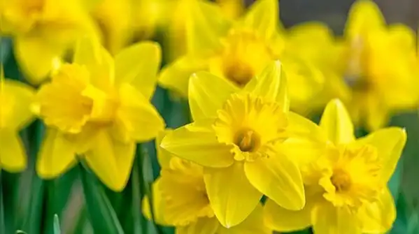 5 Bulbs to plant in October for a beautiful spring garden filled with colourful blooms