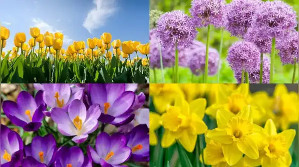 5 Bulbs to plant in October for a beautiful spring garden filled with colourful blooms