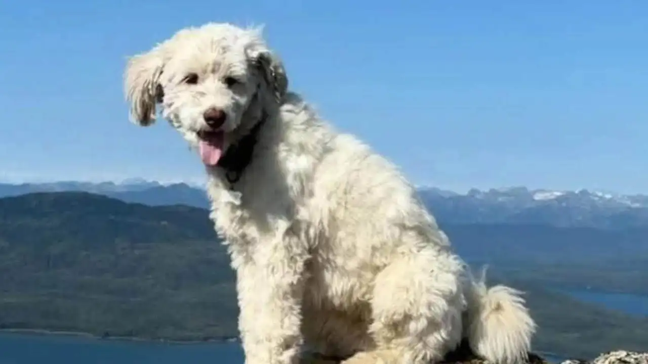 Dog survives 50 hours alone in Alaska wilderness after avalanche: The wider industry impact