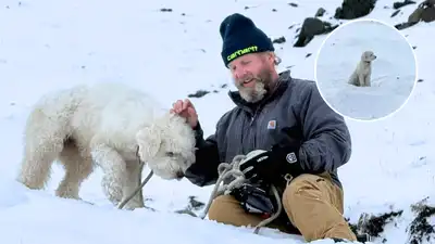 Dog survives 50 hours alone in Alaska wilderness after avalanche: The wider industry impact