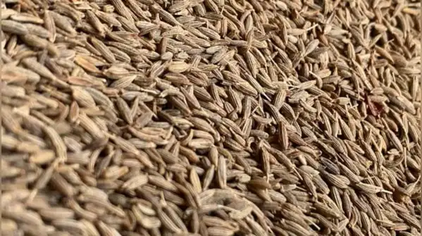 One batch of a popular cumin powder has now been pulled into a food-safety investigation