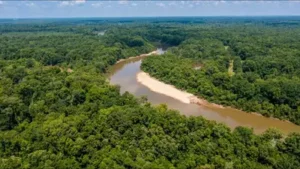 A 2,600-acre South Carolina timber property at the rivers where: The wider industry impact