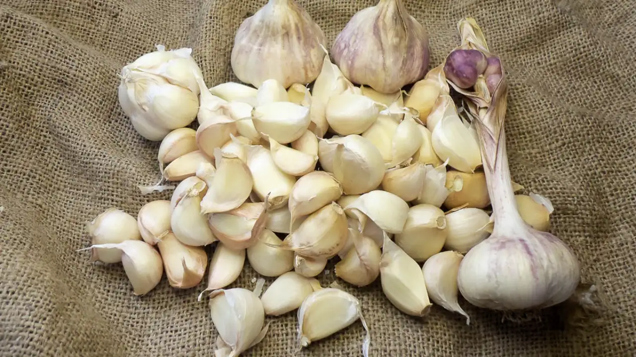 In 1975, lawyer John Swenson ordered rocambole garlic out: The wider industry impact