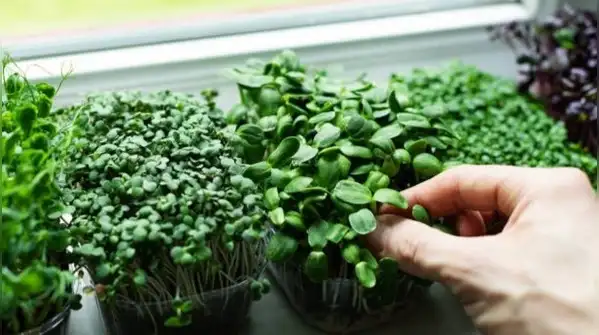 Sprouts and microgreens are two popular ways to grow your own food at home, and people often