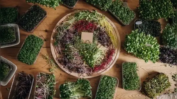Sprouts and microgreens are two popular ways to grow your own food at home, and people often