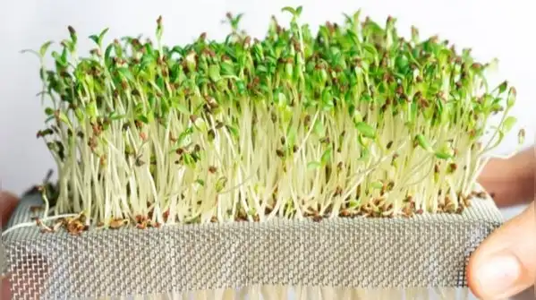 Sprouts and microgreens are two popular ways to grow your own food at home, and people often