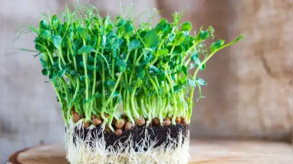 Sprouts and microgreens are two popular ways to grow your own food at home, and people often