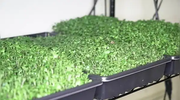 Sprouts and microgreens are two popular ways to grow your own food at home, and people often