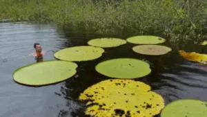 A casual Instagram post, a swim in a hidden Colombian lagoon and a scientific mystery: How one