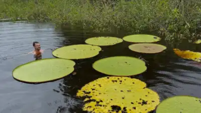 A casual Instagram post, a swim in a hidden Colombian lagoon and a scientific mystery: How one