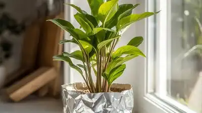 But you will be surprised to know that by placing ordinary kitchen foil around the planted
