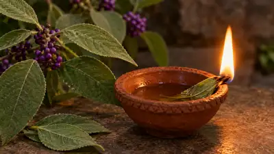 Pandavara Batti can burn like cotton in a lamp and give off a camphor like aroma