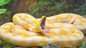 One female python released after tagging measured 16 feet: The wider industry impact