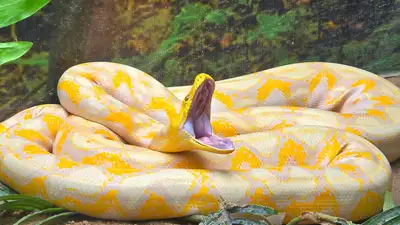 One female python released after tagging measured 16 feet: The wider industry impact
