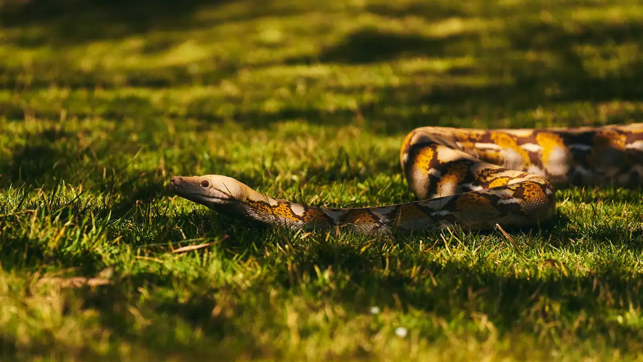 One female python released after tagging measured 16 feet: The wider industry impact