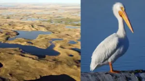 In 2014, a North Dakota couple took over a family farm with drained wetlands; after 83 acres were