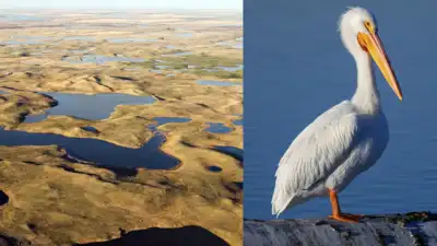 In 2014, a North Dakota couple took over a family farm with drained wetlands; after 83 acres were
