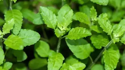 Tulsi, also known as holy basil, is a plant that, in most Hindu cultures, is worshipped