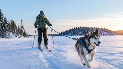 A skier skijors with a dog across a frozen lake in a snowy northern: The wider industry impact