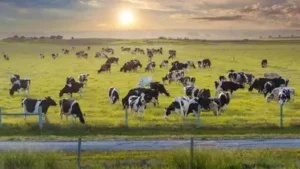 Florida has added two more ranches to its growing list of protected agricultural lands