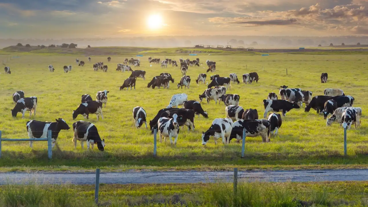 Florida has added two more ranches to its growing list of protected agricultural lands