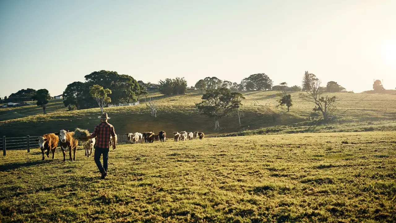 Florida has added two more ranches to its growing list of protected agricultural lands