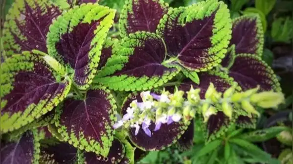 Here are five indoor plants that do well on sheltered balconies and add colour and style