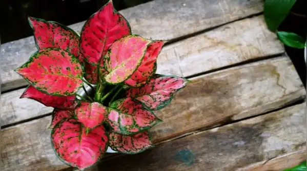 Here are five indoor plants that do well on sheltered balconies and add colour and style