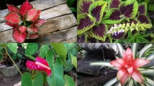 Here are five indoor plants that do well on sheltered balconies and add colour and style