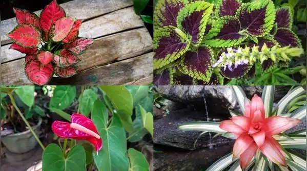 Here are five indoor plants that do well on sheltered balconies and add colour and style