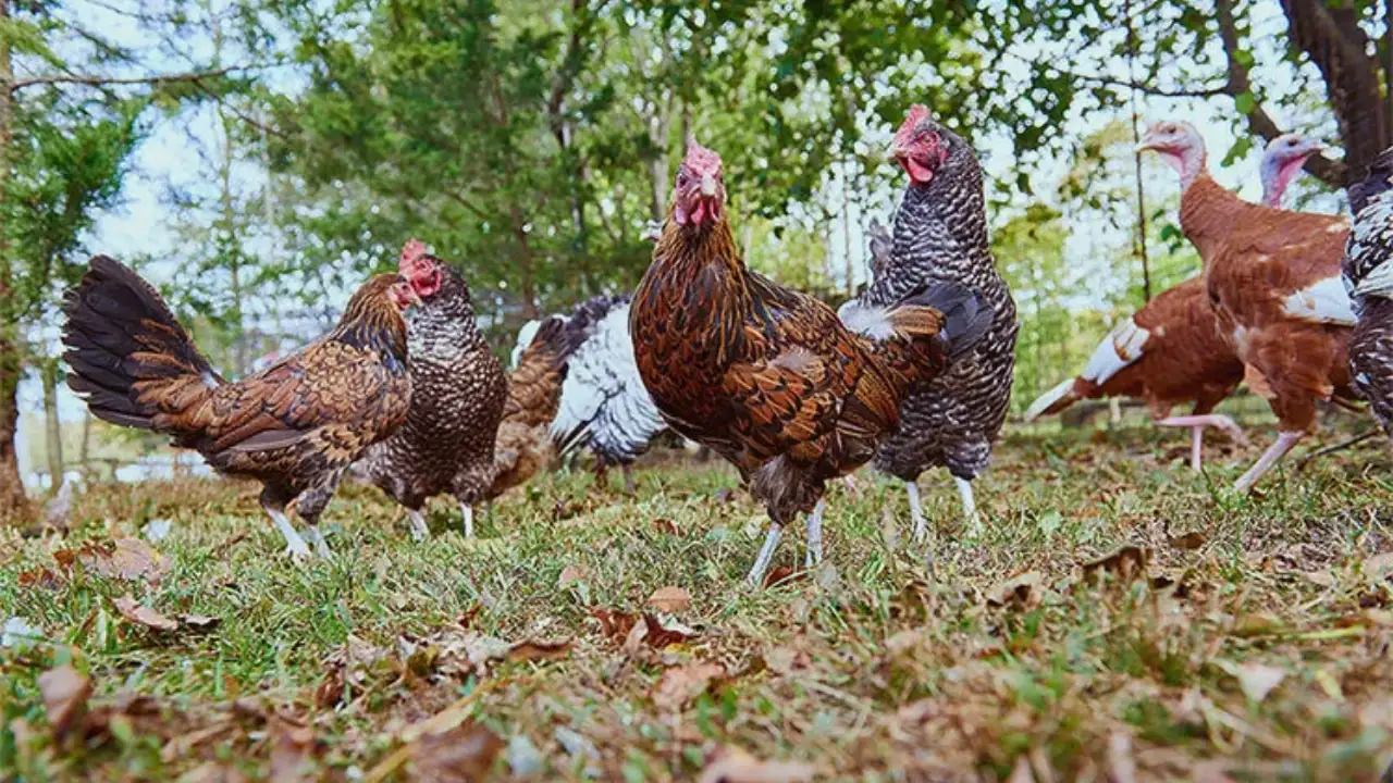 Isabella Rossellini turned a 27-acre New York farmstead into a protected community farm