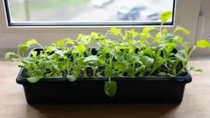 Spinach, or palak, is one of the easiest leafy greens to grow at home, and you don’t need