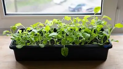 Spinach, or palak, is one of the easiest leafy greens to grow at home, and you don’t need