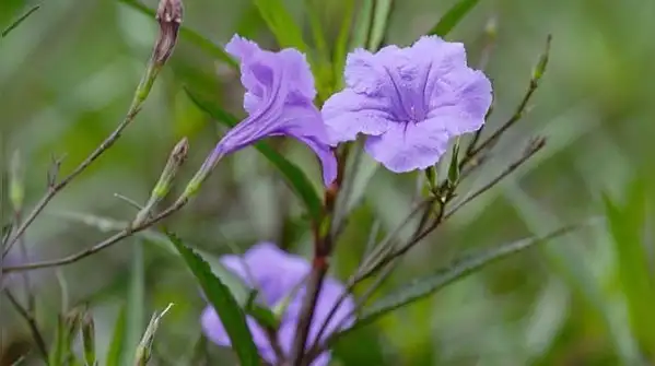Here are eight garden plants flagged as invasive in Florida and why they are harder to control
