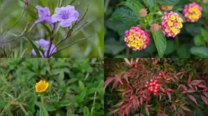Here are eight garden plants flagged as invasive in Florida and why they are harder to control