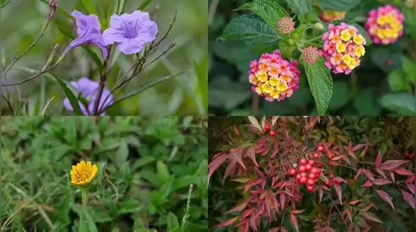 Here are eight garden plants flagged as invasive in Florida and why they are harder to control