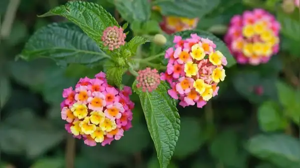 Here are eight garden plants flagged as invasive in Florida and why they are harder to control